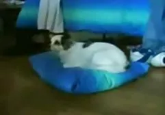 Insatiable stallion has sex with a young gymnast